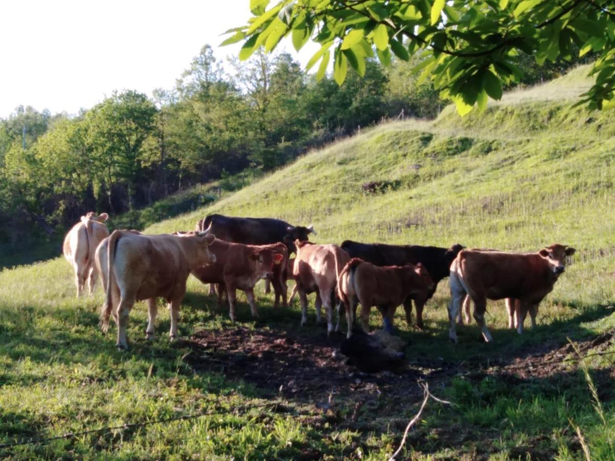 Cavizzano 028 - Agriturismo "Il Boschetto" Con Piscina, Pace E Natura - Camera Familiare المظهر الخارجي الصورة